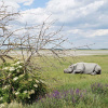 animals_5_bgld_1_lange_lacke_nashorn_z2001