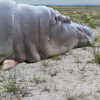 animals_6_bgld_2_lange_lacke_nilpferd
