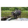 animals_7_no_1_wasserbuffel_in_der_thaya_307855140