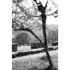 c2_4b_mystic_point_spinnennetze_var3_35x525
