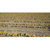 cultivated_land_pur_4_pumpkin_patch_2087598778