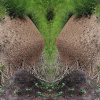 femmenien_anthills-_5941x59_1950013687