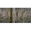 forrest_6_ktn_6_auwald_ossiachersee_2023226019