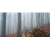 forrest_7_no_8_wienerwald_1677711440