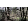 forrest_8_knt_7_waldsee_412056951