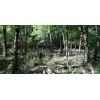 forrest_no_6_donau-nationalpark_3d_171694662