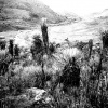 jorg_friedmann_d4_paramo_kolubianische_verfarbungen_297x297