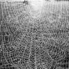 spinnennetze_var2_594x594_608186602