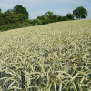 weizenfeld_wheat_field_594x594_1711540759